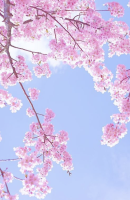 桜（トリミング130&#215;200）